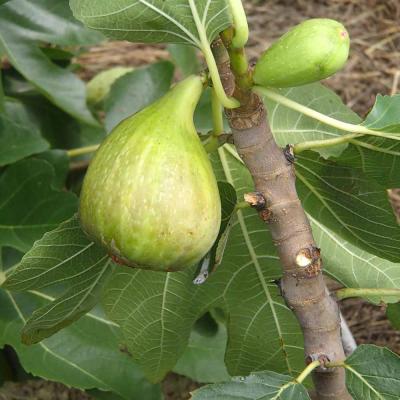 イチジク苗 ビオレソリエス（果樹の苗、苗木）｜苗木、植木 | 花