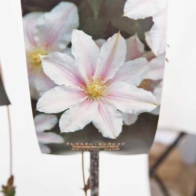 クレマチス流星（花の苗）｜苗 | 花、ガーデニング のおすすめ人気商品