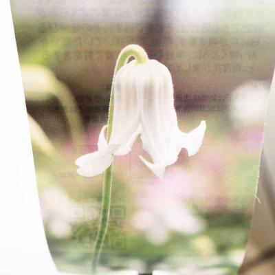 クレマチス 壺型（花の苗）｜苗 | 花、ガーデニング のおすすめ人気