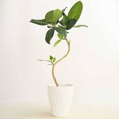 フィカスベンガレンシス 曲がり（観葉植物） | 花、ガーデニング の