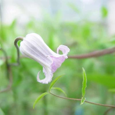 クレマチス 壺型（花の苗）｜苗 | 花、ガーデニング のおすすめ人気