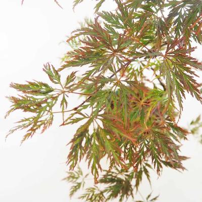 紅枝垂れモミジ（落葉樹の植木、庭木）｜苗木、植木 | 花