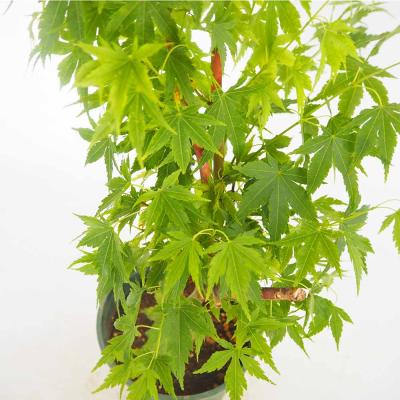サンゴカクモミジ（苗木、植木） | 花、ガーデニング の商品一覧 通販