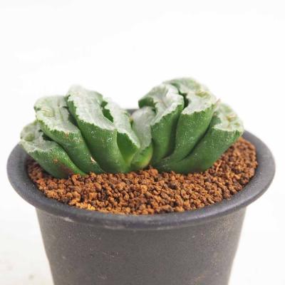 多肉植物 ハオルチア 玉扇のおすすめ人気商品一覧 通販 - Yahoo