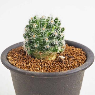 サボテンのおすすめ人気商品一覧 通販 - Yahoo!ショッピング