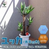 観葉植物 ユッカ(青年の木)【観葉植物 7号プラスチック鉢／1個売り】 | shopooo by GMO