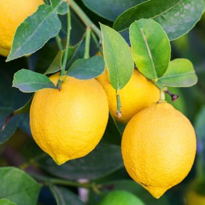 レモン 璃の香（果樹の苗、苗木）｜苗木、植木 | 花、ガーデニング の