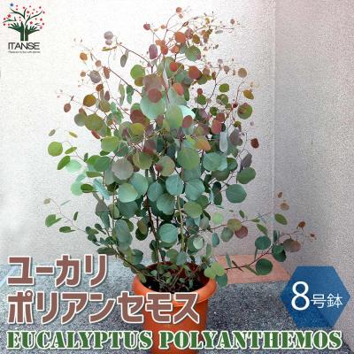 ユーカリ ポポラス（苗木、植木） | 花、ガーデニング のおすすめ人気