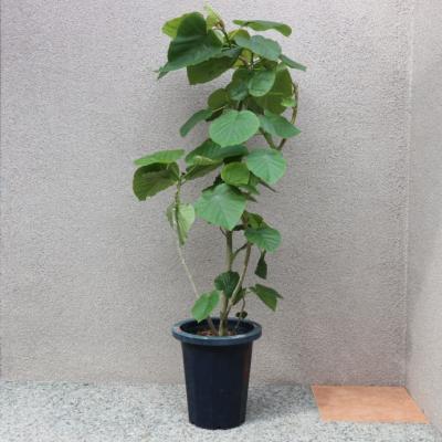 ウンベラータ 曲がり 大型（観葉植物） | 花、ガーデニング の商品一覧