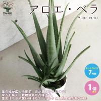 アロエ アロエ・ベラ【多肉植物 7号鉢大苗 ハーブ苗／1個売り】 | shopooo by GMO