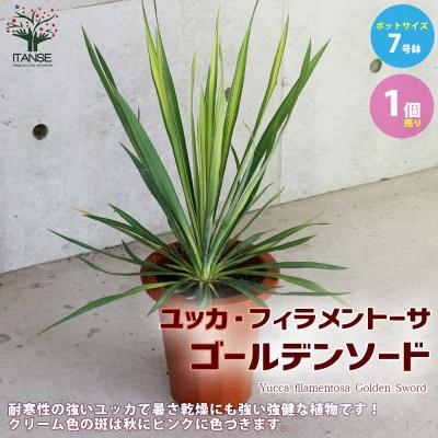 ニューサイラン…の商品一覧 通販 - Yahoo!ショッピング