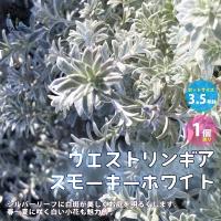 ウエストリンギア・スモーキーホワイト 【庭木 3.5号ポット／1個売り】 | shopooo by GMO