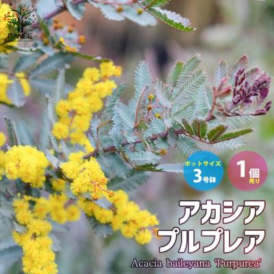 パールアカシア（苗木、植木） | 花、ガーデニング のおすすめ人気商品