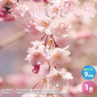 八重しだれ桜 【庭木 9号鉢大苗／1個売り】 | shopooo by GMO