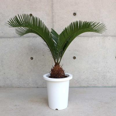 ソテツ（観葉植物） | 花、ガーデニング の商品一覧 通販 - Yahoo