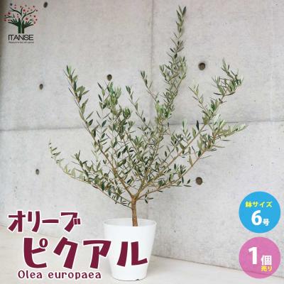 オリーブ ピクアル(果樹の苗、苗木)の商品一覧|苗木、植木 オリーブ ピクアル(果樹の苗、苗木)の商品一覧|苗木、植木
