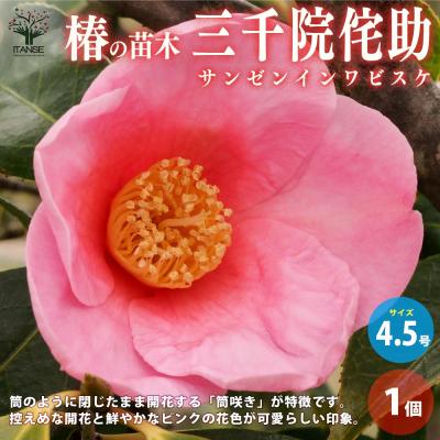 斑入り ツバキのおすすめ人気商品一覧 通販 - Yahoo!ショッピング