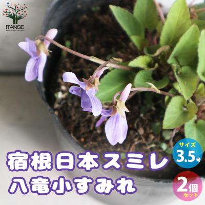 スミレ 苗のおすすめ人気商品一覧 通販 - Yahoo!ショッピング