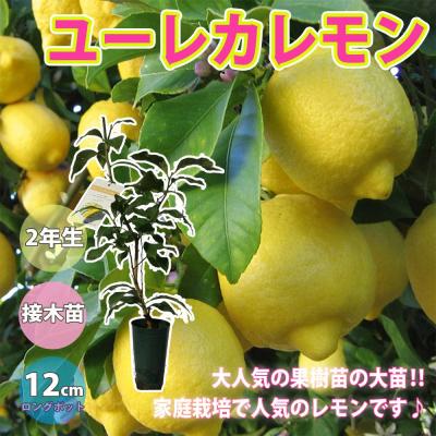 ユーレカレモン苗のおすすめ人気商品一覧 通販 - Yahoo!ショッピング