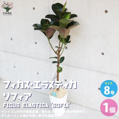 フィカスエラスティカ（観葉植物） | 花、ガーデニング のおすすめ人気
