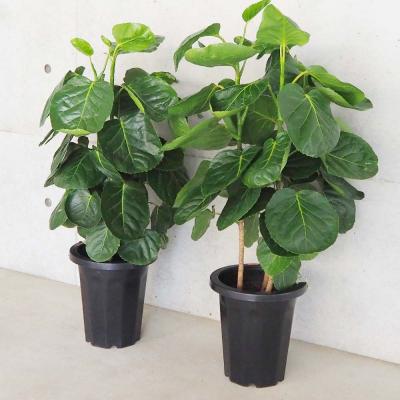 ポリシャス（観葉植物） | 花、ガーデニング のおすすめ人気商品一覧