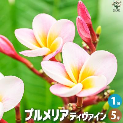 プルメリア 苗木の商品一覧 通販 - Yahoo!ショッピング