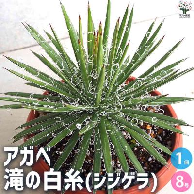 アガベ 耐寒のおすすめ人気商品一覧 通販 - Yahoo!ショッピング