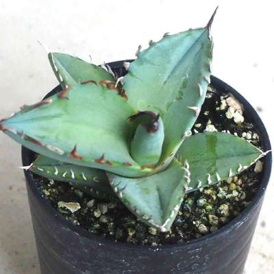 アガベ チタノタブルーのおすすめ人気商品一覧 通販 - Yahoo