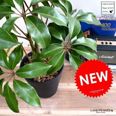 ツピタンサス 8号（観葉植物） | 花、ガーデニング の商品一覧 通販