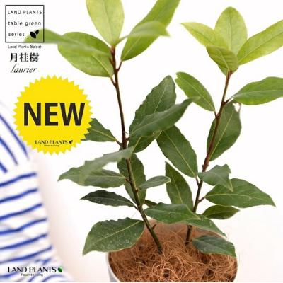 月桂樹苗／シンボルツリー　樹高130センチ 鉢植え　撮影品のお届け 現品発送 ゲッケイジュ 月桂樹 樹高2.0-2.3m(根鉢含まず) シンボル
