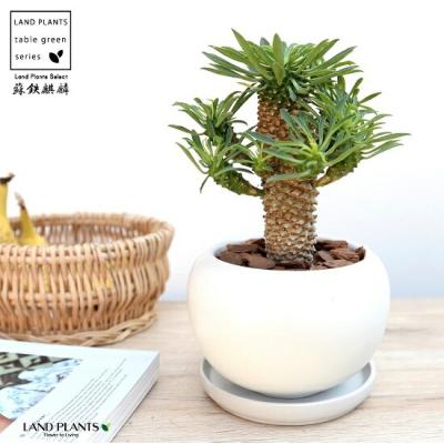 ソテツキリンの商品一覧 通販 - Yahoo!ショッピング