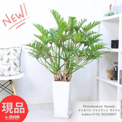 ［現品］12番　フィロデンドロン　ジャイアントザナドゥ　幹上がり　8号　レア 在庫］【珍しい】立派！ フィロデンドロン ジャイアントザナドゥ