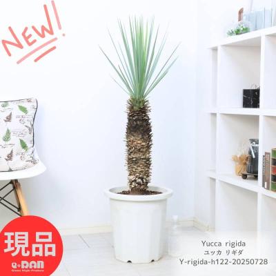 ユッカリギダ　中株 種子] ユッカ リギダ Yucca rigidaの商品情報 - SEEDSTOCK