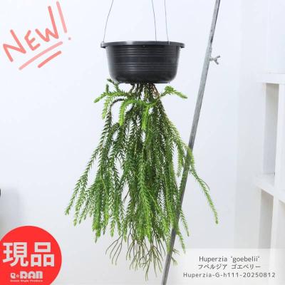 フペルジア（花、ガーデニング）のおすすめ人気商品一覧 通販