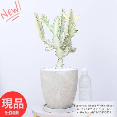 まとめ売り ホワイトゴースト 抜き苗 24本 ホワイトゴースト抜き苗 24本まとめ売り - メルカリ