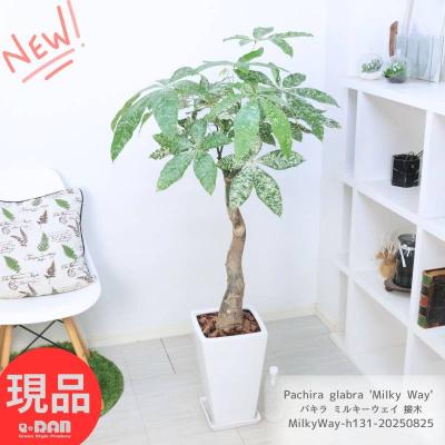 パキラミルキーウェイ 綺麗な葉色❗幹太 ❗ 接木 お洒落 鉢カバー付き パキラミルキーウェイ 綺麗な葉色❗幹太 ❗ 接木 お洒落 鉢