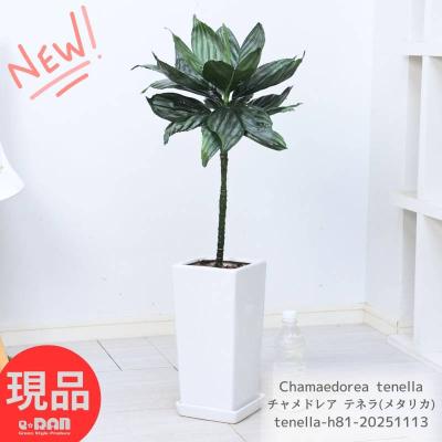 チャメドレア属のおすすめ人気商品一覧 通販 - Yahoo!ショッピング