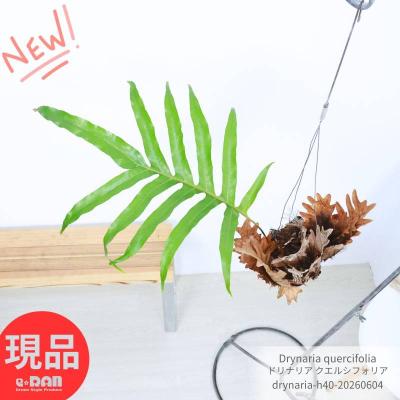 着生植物 シダのおすすめ人気商品一覧 通販 - Yahoo!ショッピング