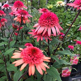 エキナセア 苗のおすすめ人気商品一覧 通販 - Yahoo!ショッピング