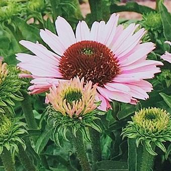 エキナセア 苗（花の苗）｜苗 | 花、ガーデニング のおすすめ