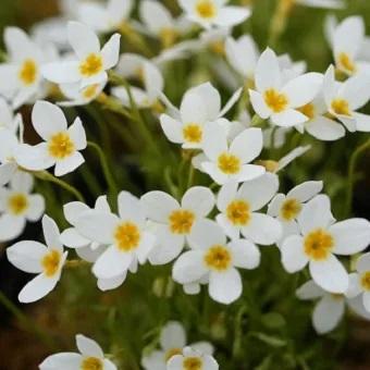 山野草 白い花 5月（花の苗）｜苗 | 花、ガーデニング のおすすめ人気