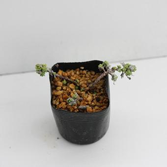 1ポット385円　白雪ミセバヤ　9cmポット 白雪ミセバヤのおすすめ人気商品一覧 通販 - Yahoo!ショッピング