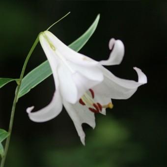 ササユリ 球根のおすすめ人気商品一覧 通販 - Yahoo!ショッピング