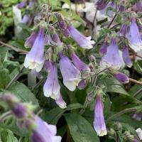 ペンステモン エレクトリックブルー 花 苗 夏 1株 宿根草 寄せ植え N Penstemon Blue イングの森 花 苗 育て方 通販 Yahoo ショッピング
