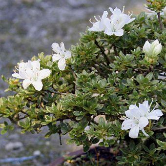 白花 ミヤマキリシマツツジ盆栽 Yahoo!オークション - Y6【白W咲ミヤマキリシマツツジ】 盆栽
