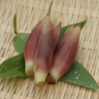 山菜苗（苗の栽培キット）｜苗 | 花、ガーデニング のおすすめ人気商品