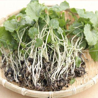 山菜苗（苗の栽培キット）｜苗 | 花、ガーデニング のおすすめ人気商品