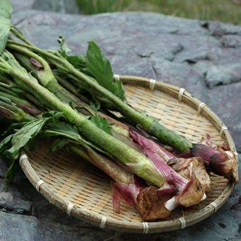 山菜苗（苗の栽培キット）｜苗 | 花、ガーデニング のおすすめ人気商品