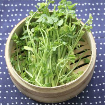 山菜苗（苗の栽培キット）｜苗 | 花、ガーデニング のおすすめ人気商品
