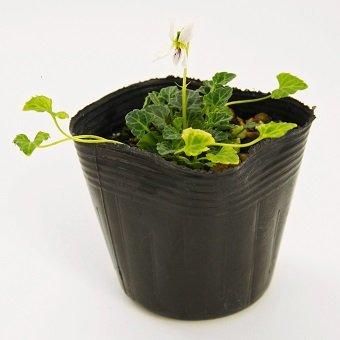 スミレ 葉っぱのみ　200g スミレ 葉っぱのみ 200g スミレ 商品一覧 - 岩崎園芸ネット